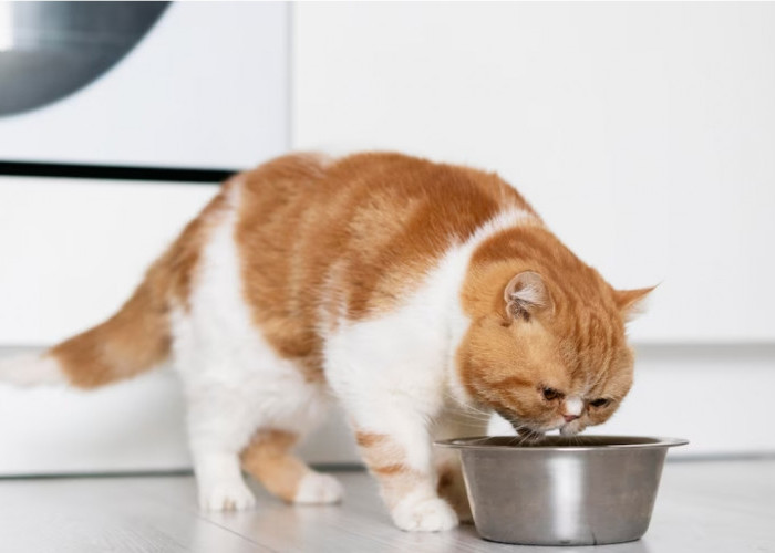 Kucingmu Makin Sehat, Inilah Rekomendasi Dry Food Kucing Terbaik, Cobain Saja!
