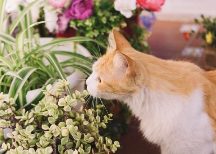 Udah Tahu Tentang Manfaat Tanaman Rumput Gandum untuk Kucing? Ini Dia Khasiat Rumput Ajaib yang Disukai Anabul