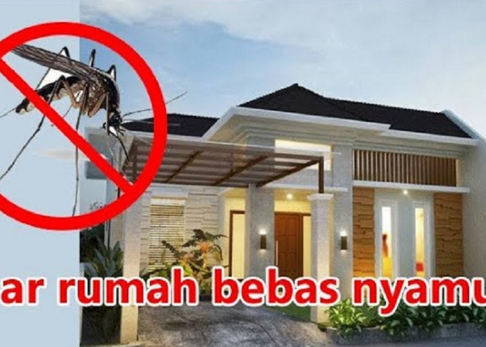 Wajib Tau! Inilah Tips Agar Rumah Terhindar dari Kumpulan Nyamuk, Dijamin Nyamuk Takut Mendekat