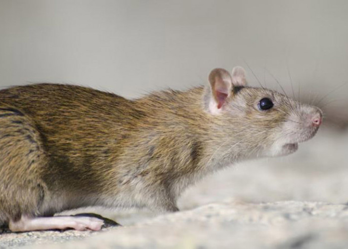 Hindari Penyakit! Ini Dia Tips Membersihkan Kotoran Tikus dari Rumah dengan Cara yang Aman