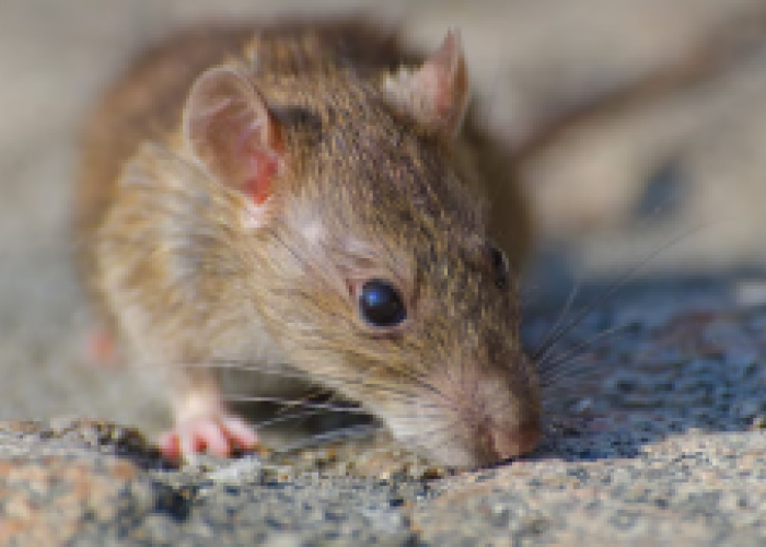 Mengenal Leptospirosis, Penyakit yang Ditularkan melalui Kencing Tikus
