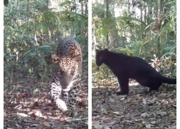 Dua Macan Tutul Jawa Terekam Kamera Trap di Hutan Mendolo Pekalongan, Satu Berwarna Hitam Pekat