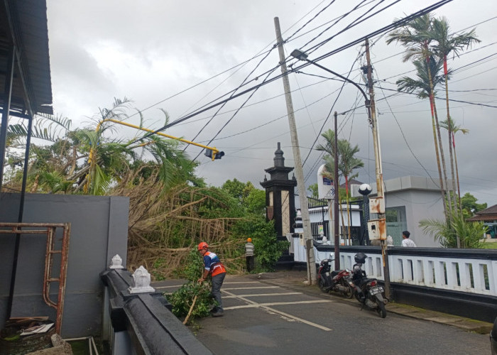 Pohon Beringin Depan Kantor Bupati Batang Tumbang, Satu Mobil Tertimpa