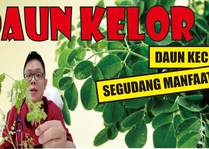 1.000 Manfaat Daun Kelor! Ini 3 Alasan Daun Kelor Disebut Daun 1.000 Manfaat