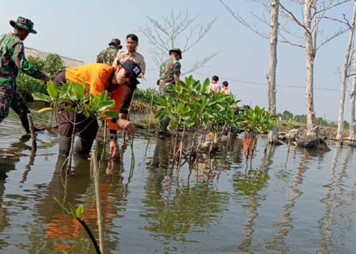  Jaga Kelestarian Lingkungan, Kwarcab Pekalongan Tanam 1000 Mangrove