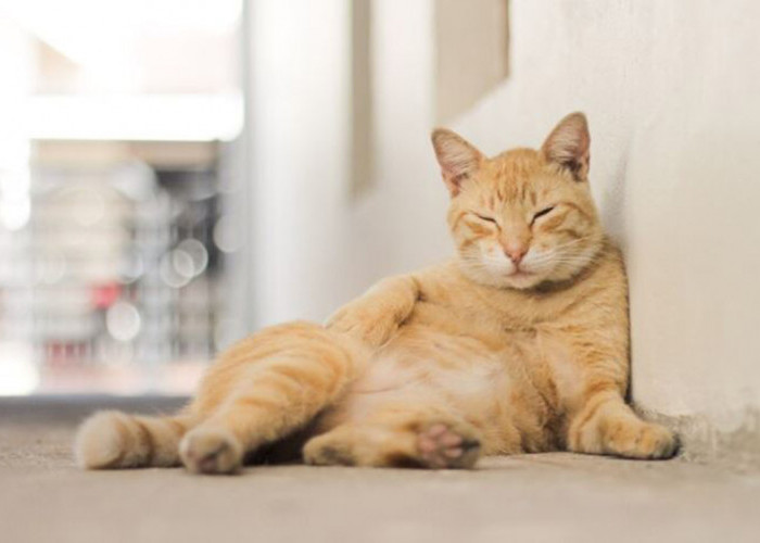 Mitos dan Fakta yang Sering Membuat Bingung Majikan: Apakah Kucing Hamil Boleh Dimandikan? Apa Dampaknya?