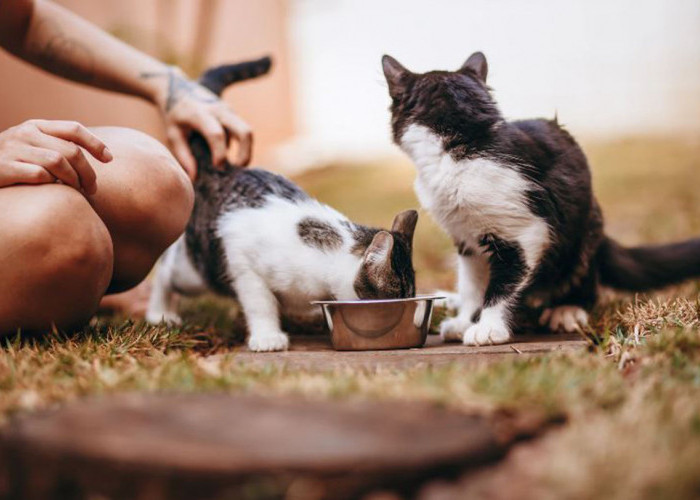 Tanda Kucing Mendoakan Kita: Cari Tahu Apa yang Anabul Minta untuk Kebahagiaan Pemiliknya