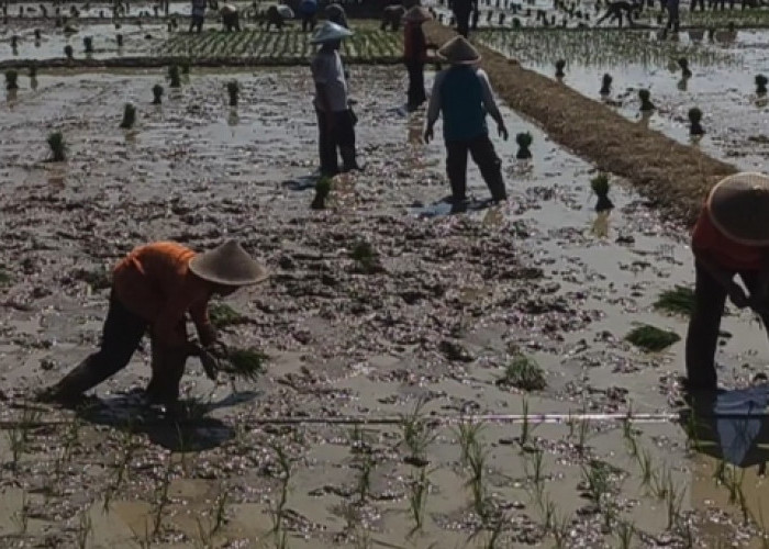 Musim Tanam, Petani Diminta Waspadai Serangan Organisme Pengganggu Tanaman
