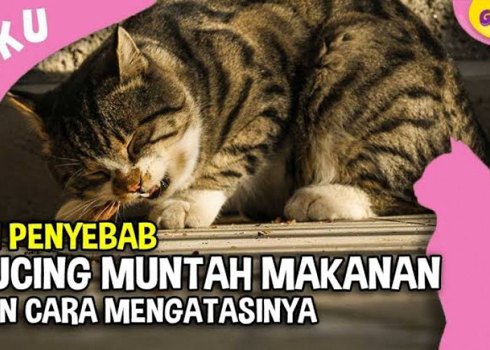 Pemilik Kucing Wajib Tahu, Inilah Penyebab Kucing Muntah Busa, Langsung Ambil Tindakan!