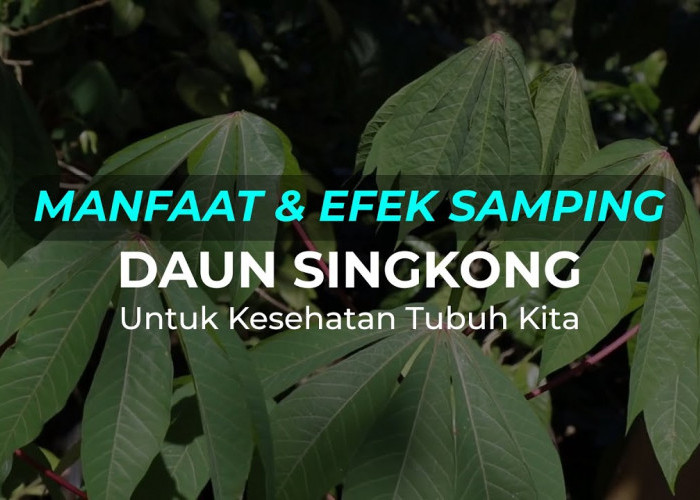 Manfaat Satu Lembar Daun Singkong Bagi Kebugaran dan Kesehatan Tubuh, Apa Saja?