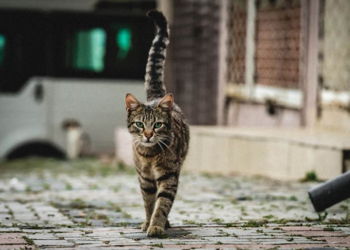 Ciri-ciri Kucing Pembawa Rezeki yang Bikin Hidup Kamu Makin Berkah, Yuk Cek Apakah Kucing Kamu Termasuk