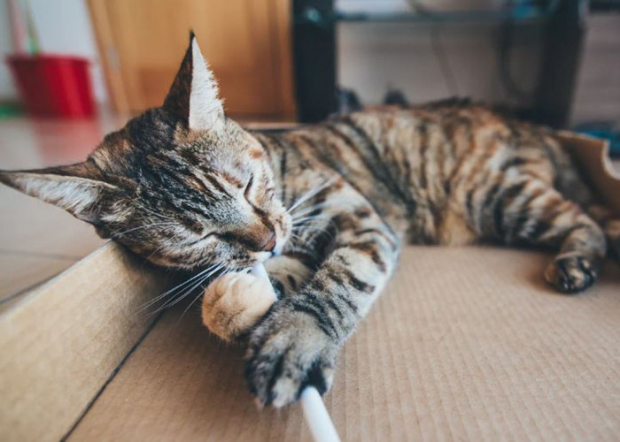 Yuk Simak 5 Cara Melatih Kucing agar Tidak Mencakar Perabotan Rumah Tanpa Harus Mengorbankan Cakar Mungilnya