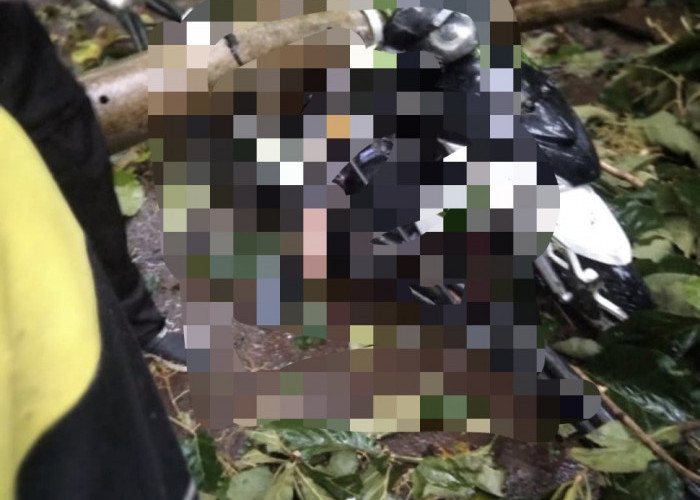 3 Tewas Akibat Pohon Tumbang saat Hujan Deras Disertai Angin Kencang di Sejumlah Wilayah di Batang