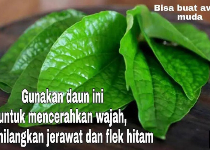 3 Cara Pakai Daun Sirih untuk Wajah Usia 40 Tahun Ke Atas Agar Glowing dan Awet Muda