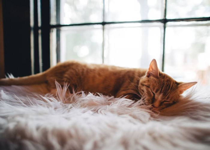Mau tahu di Mana Tempat Tidur Kucing yang Nyaman? Inilah Tempat yang Bisa Beri Kenyamanan Ekstra untuk Anabul