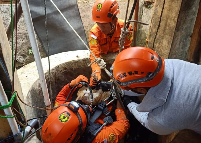 SAR Bumi Santri Evakuasi Kucing Liar Tercebur ke Sumur Sedalam 17 Meter di Pekalongan