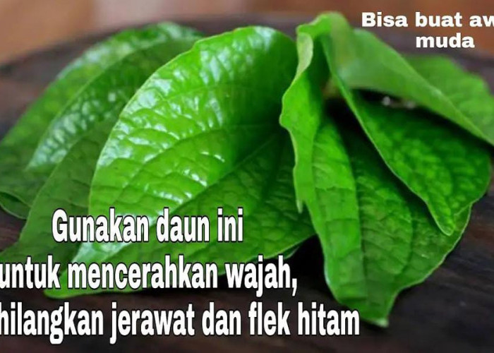 Apa Saja Manfaat Daun Sirih untuk Wajah yang Menakjubkan? Ternyata ini yang Bikin Kulit Glowing!