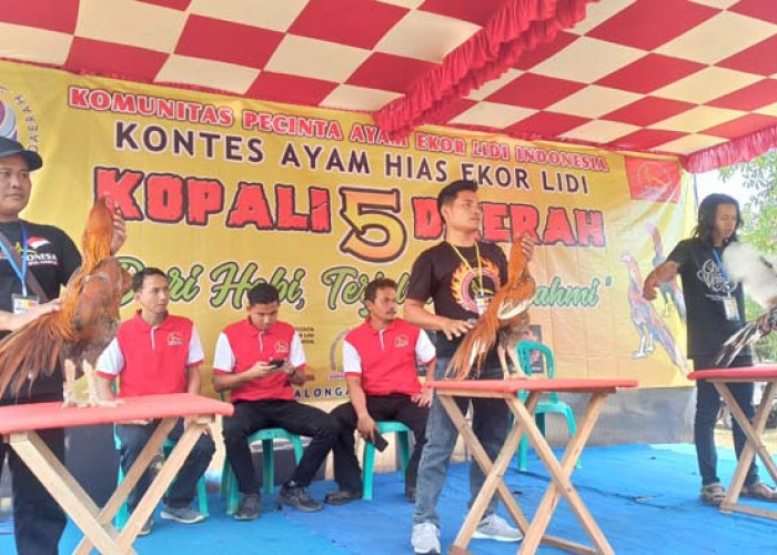 Puluhan Peserta Ikuti Kontes Ayam Sapu Lidi 