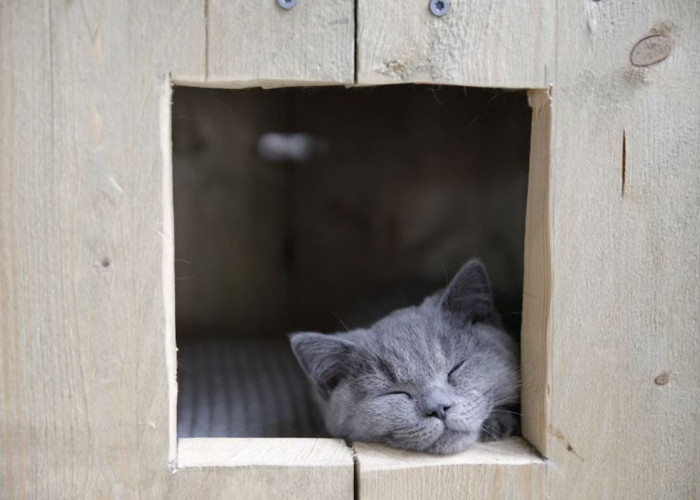 Anak Kucing Sebaiknya Tidur di Mana? Kamu Harus Tahu 5 Tips Ini Jika Baru Memelihara Kitten!