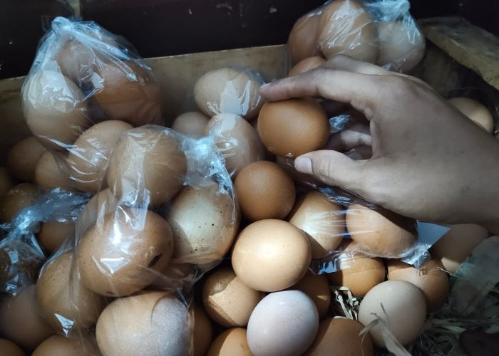 Tak Hanya Cabai, Harga Telur di Kabupaten Pekalongan Berangsur Naik