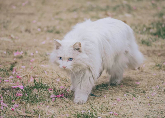 Ras Kucing Turkish Angora, Kucing yang dipercaya Menjadi Peliharaan Nabi Muhammad: Apa Saja Keunikannya?
