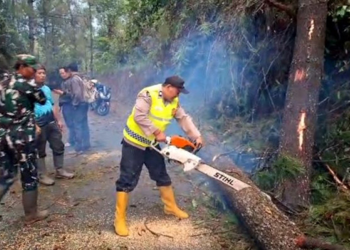 Jalur Paninggaran–Kajen Kembali Lancar Usai Pohon Pinus Tumbang, Begini Kondisi Terkininya