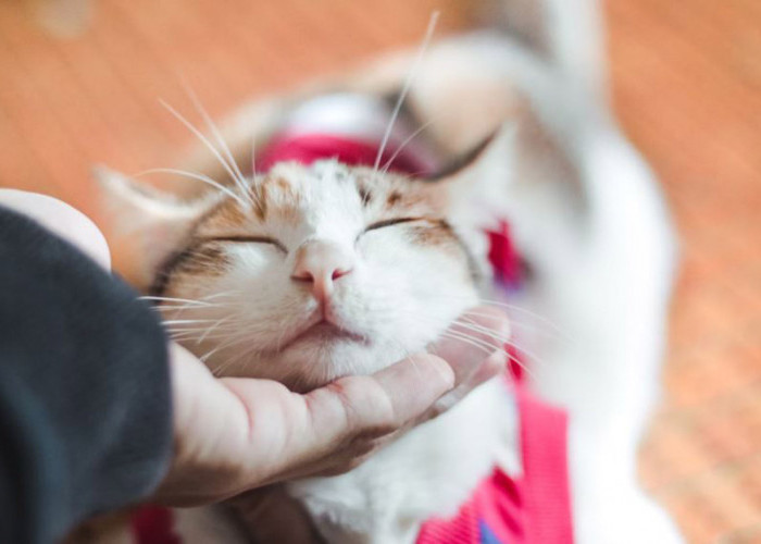 Selain Berkedip, Inilah 6 Cara Kucing Menunjukkan Kasih Sayang yang Paling Romantis dan Menggemaskan