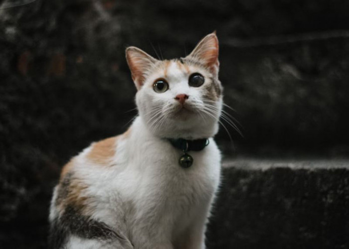 6 Jenis Kucing Kampung Langka: Tidak Kalah Cantik dari Kucing Ras! Tertarik Memelihara?