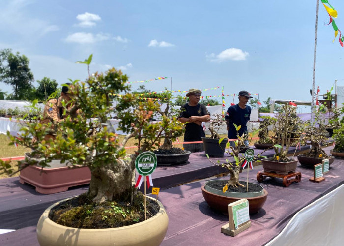 Berharga Hingga Miliaran Rupiah, Ratusan Bonsai Unjuk Gigi dalam Pameran dan Kontes Bonsai di Bandar Batang