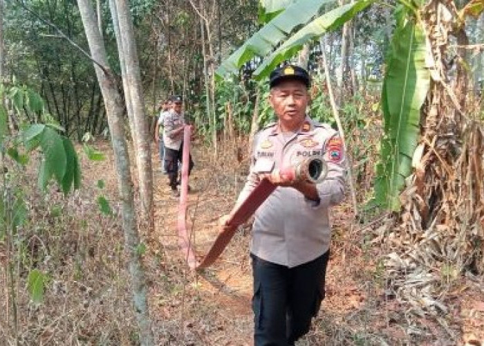 Petugas Gabungan dan Warga Berjibaku Padamkan Kebakaran Kebun Sengon di Rowolaku