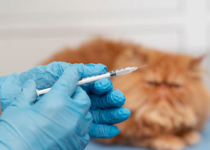 Pemilik Kucing Wajib Tahu, Inilah Jenis Vaksin Pada Kucing, Kucingmu Sudah di Vaksin?