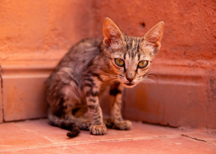 Khusus Anabul Kurus! Berikut Rekomendasi Merk Pakan Kucing agar Cepat Gemuk, Dijamin Langsung Gemoy
