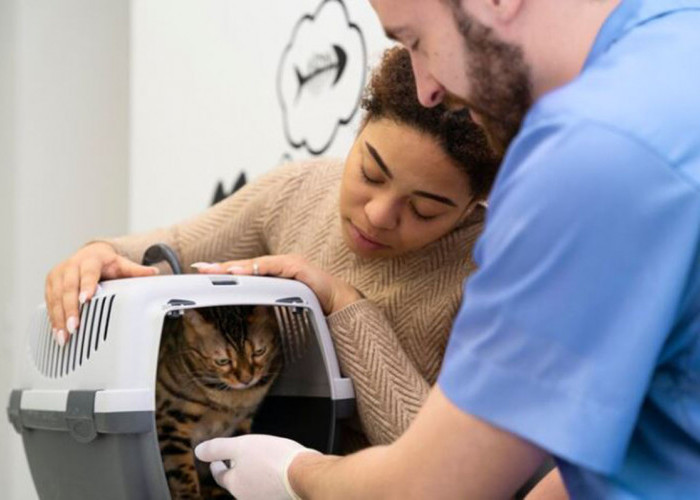 Apakah Kucing Harus Divaksin Setiap Tahun? Simak Penjelasan Pentingnya Vaksin agar Anabul Bisa Tetap Sehat