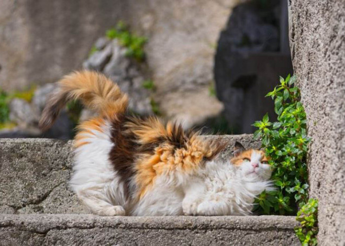 Kamu Harus Coba! Begini Cara Menanam Catnip untuk Kucing yang Benar Sesuai dengan Iklim dan Tanah di Indonesia