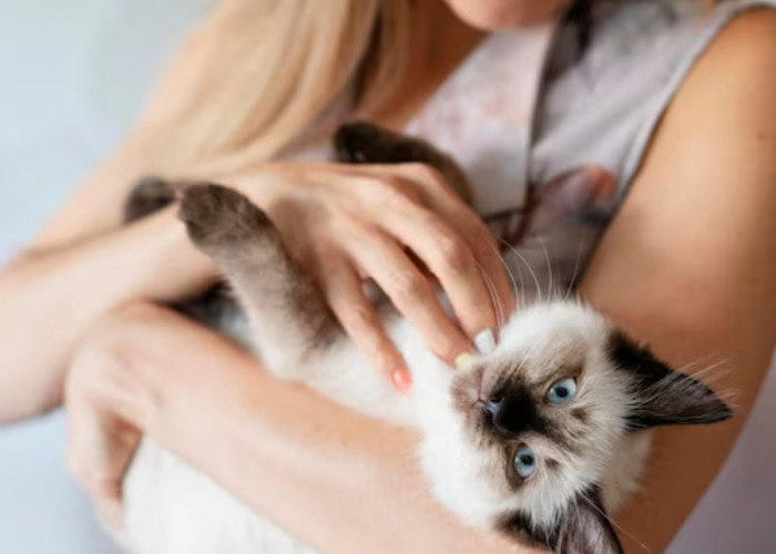 Baru Pelihara Kucing, Inilah Ciri-Ciri Kucing Hamil, dan Cara Merawatnya!