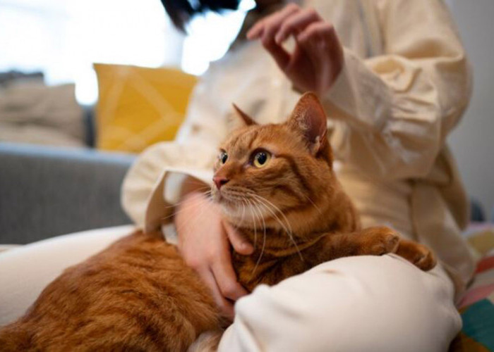 Apakah Dosa Mensteril Kucing? Ternyata Begini Hukumnya menurut Islam