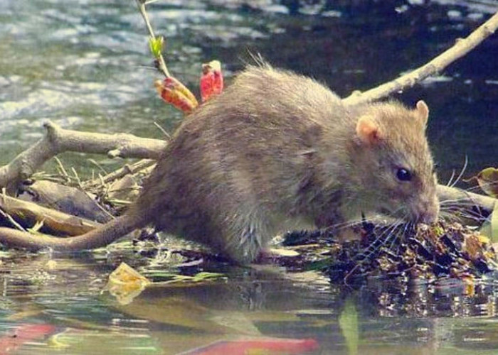 Bahaya Leptospirosis Mengintai Saat Musim Hujan Berisiko Komplikasi Hingga Kematian, Simak Cara Pencegahannya!