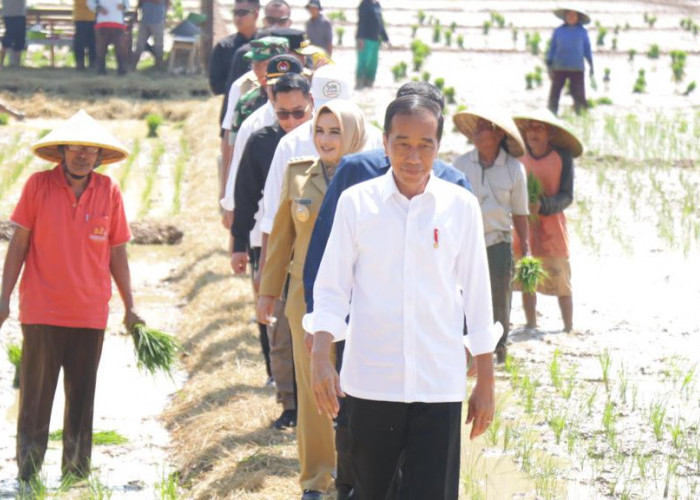 Bupati Fadia Arafiq Bersama Presiden Jokowi Saksikan Tanam Perdana MT 1 2023-2024 di Desa Kaibahan