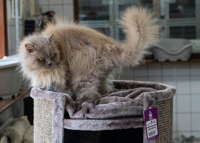Rekomendasi Shampo Kucing untuk Bulu Rontok: Kembalikan Kilau Anabul dan Ketahui Penyebab Bulu Rontok