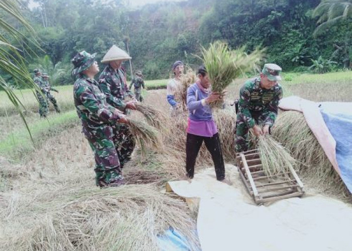 Babinsa Koramil Paninggaran Bantu Petani Panen Padi di Desa Domiyang Pekalongan, Ikut Gepyok Padi di Sawah