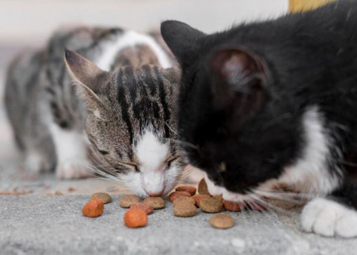 Pakan Kucing Kampung Kemasan: Solusi Praktis dan Ekonomis untuk Kesehatan Anabul Kamu