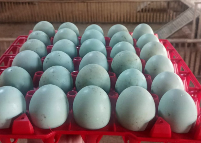 Bebek Petelur Lapas Pekalongan Hasilkan Puluhan Telur per Hari, Dukung Pembinaan Kemandirian Ketahanan Pangan