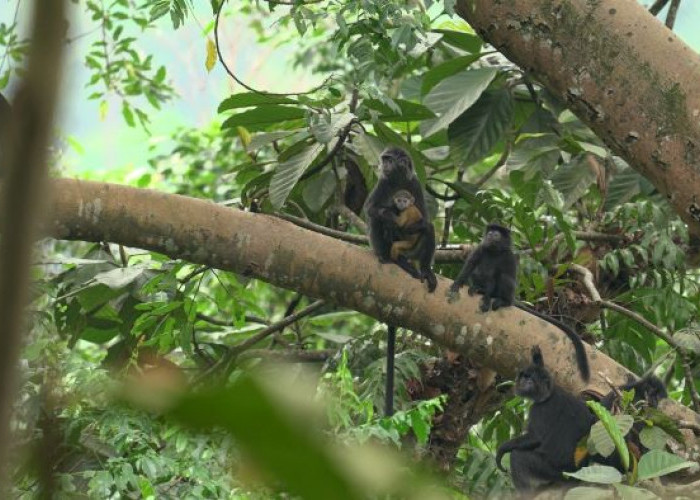 Hari Primata Indonesia 2024: Primata Kita Luar Biasa