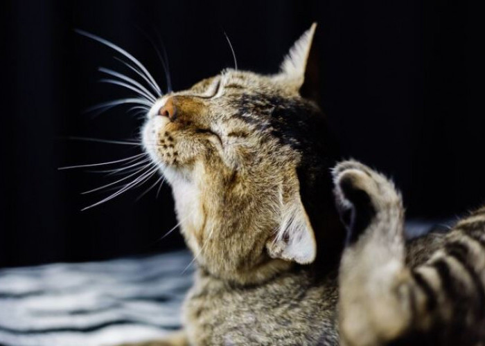 Begini Cara Menghilangkan Kutu Kucing dengan Garam, Dapat Memutus Kembang Biak Kutu dengan Mudah dan Alami