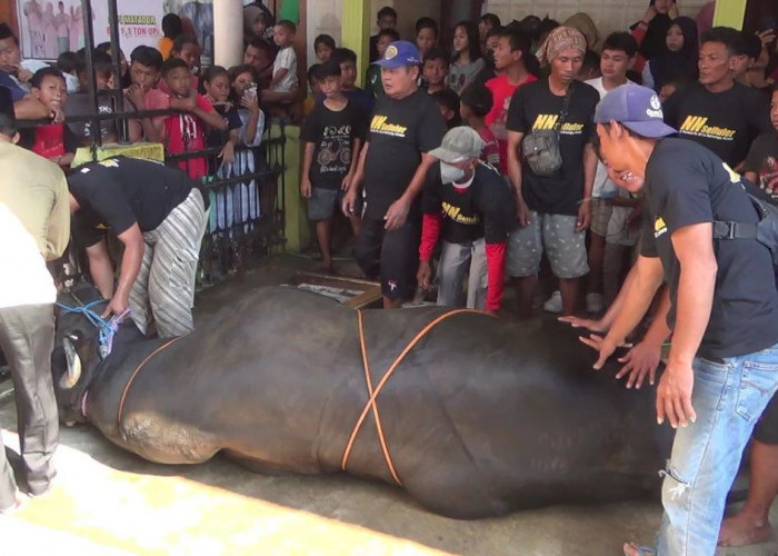 Pengusaha HP Kendal Kurban Sapi Jumbo 1,1 Ton, Libatkan 20 Orang untuk Robohkan!