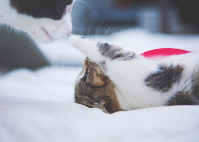 Apa Itu Aroma Feromon pada Kucing? Bagaimana Cara Kerjanya? Ini Alasan Kenapa Kamu Harus Tahu