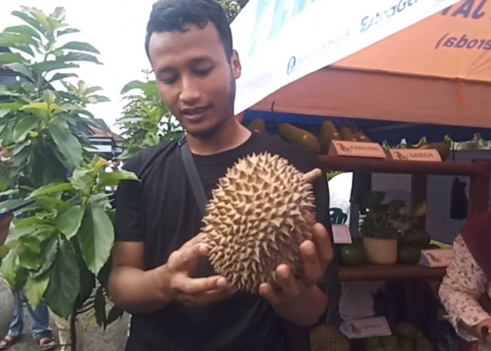 Durian Bodrex, Varietas Lokal Asal Kabupaten Batang yang Rasa Paitnya Sangat Kuat