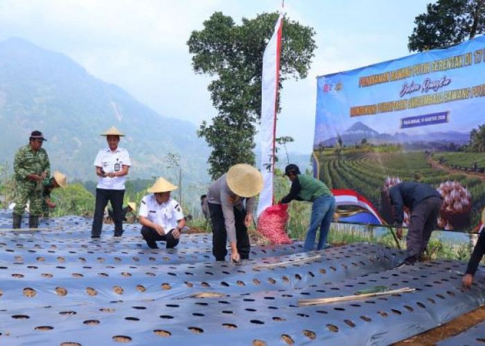 Polres Pekalongan Dukung Swasembada Bawang Putih, 2.000 Meter Persegi Lahan di Petungkriyono Mulai Ditanami