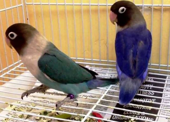 5 Jenis Burung Lovebird Petarung Terbaik dengan Kicauan yang Merdu dan Warna Cantik