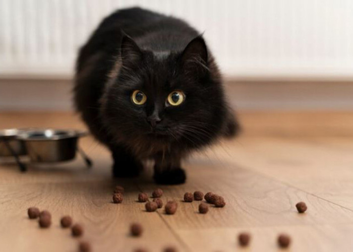 Cara Agar Makanan Kucing Tidak Disemuti: Hindari Makanan Anabul Dibajak Semut, Ikuti Tips Berikut!